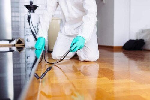 General Pest Control & Insecticide Treatment