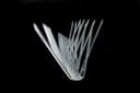 Polycarbonate Bird Spike thumbnail 2