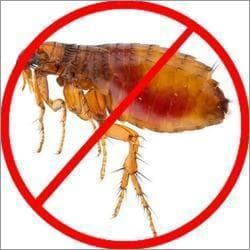 Flea Pest Control Services for Homes & Businesses