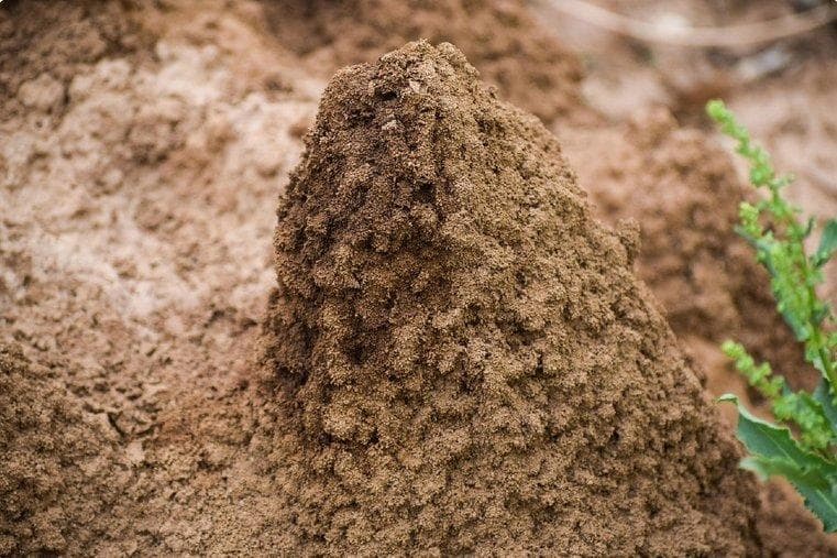 RIICO Industrial Unit Pest & Termite Protection: A Facility Manager's Guide