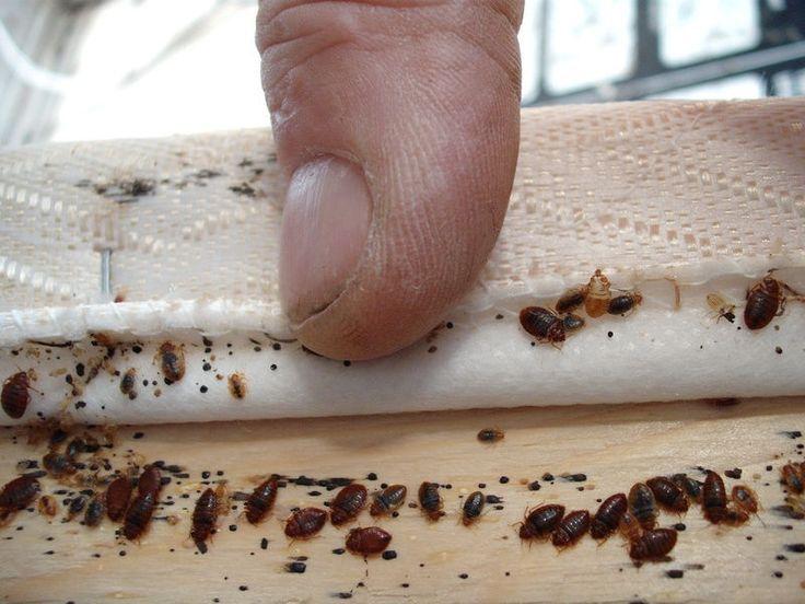Bed Bugs Pest Control Services in Jaipur