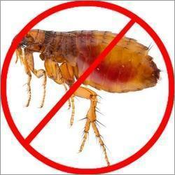 Flea Pest Control Services for Homes & Businesses in Jaipur