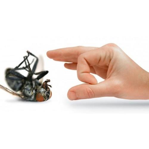 Professional Commercial & Residential Fly Control Services treatment in Jaipur