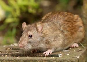 Rat & Rodent Control Services in Jaipur